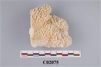 藏品(珊瑚化石)的圖片